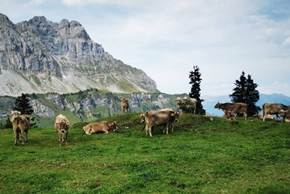 Stellschrauben für eine zukunftsfähige Schweizer Alpwirtschaft