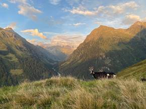 Die digitalisierte Alp: Tracking und Ortung in der Alpwirtschaft